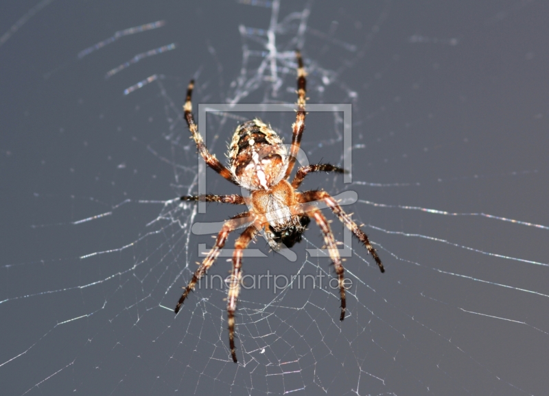 frei wählbarer Bildausschnitt für Ihr Bild auf Fensterfolie