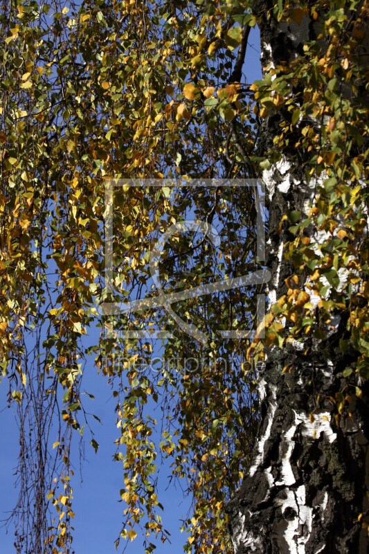 frei wählbarer Bildausschnitt für Ihr Bild auf Fensterfolie