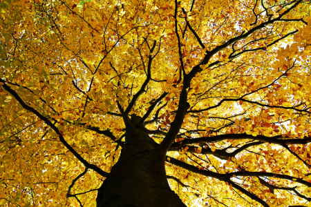 Bild-Nr: 11610389 Goldener Herbst Erstellt von: uwejaeger