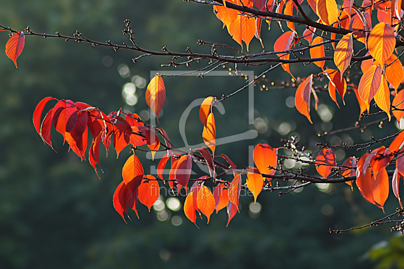 frei wählbarer Bildausschnitt für Ihr Bild auf Glas-Schneidebrett