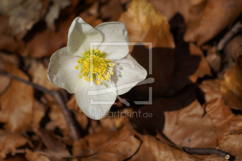 frei w&auml;hlbarer Bildausschnitt f&uuml;r Ihr Bild auf Glas-Schneidebrett