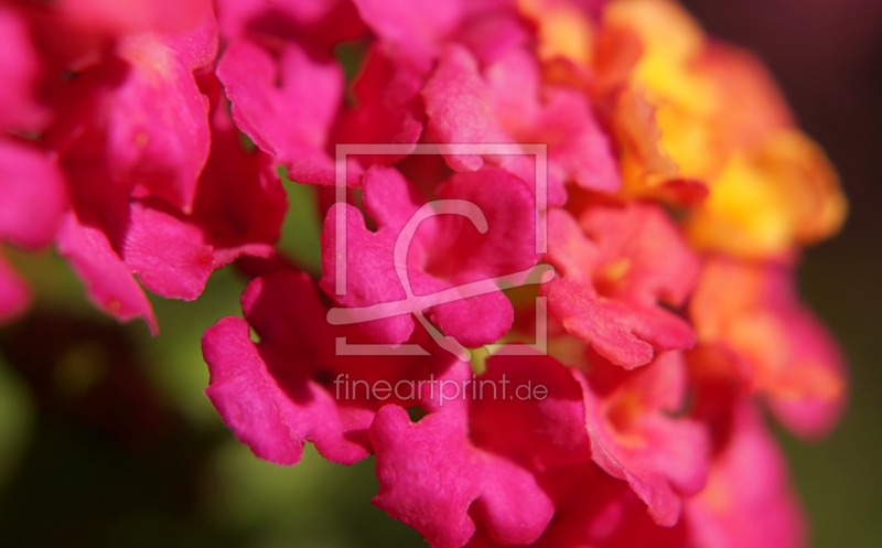 frei wählbarer Bildausschnitt für Ihr Bild auf Glas-Schneidebrett