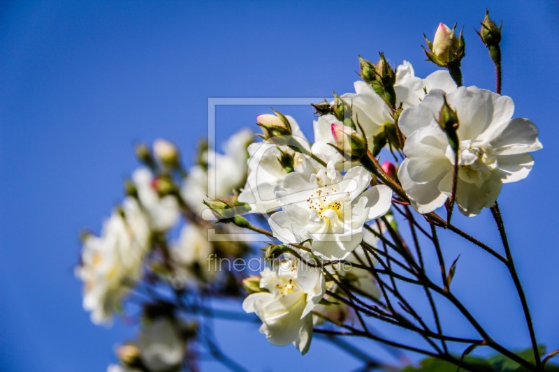 frei wählbarer Bildausschnitt für Ihr Bild auf Glas-Schneidebrett