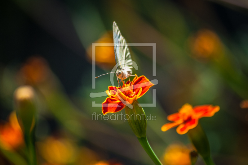 frei w&auml;hlbarer Bildausschnitt f&uuml;r Ihr Bild auf Glas-Schneidebrett