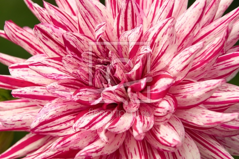 frei w&auml;hlbarer Bildausschnitt f&uuml;r Ihr Bild auf Glas-Schneidebrett