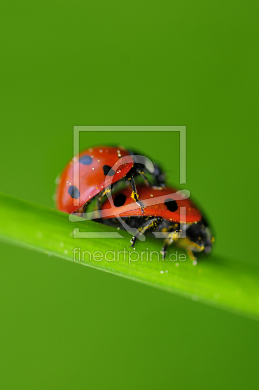 frei wählbarer Bildausschnitt für Ihr Bild auf Glas-Schneidebrett