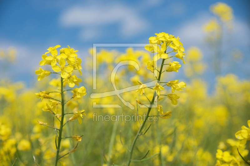 frei w&auml;hlbarer Bildausschnitt f&uuml;r Ihr Bild auf Glas-Schneidebrett