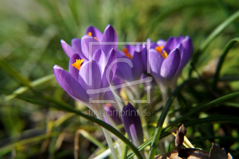 frei wählbarer Bildausschnitt für Ihr Bild auf Glas-Schneidebrett