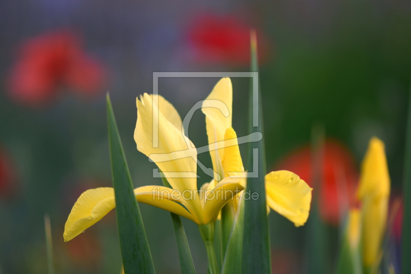 frei wählbarer Bildausschnitt für Ihr Bild auf Glas-Schneidebrett