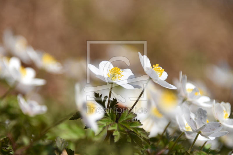 frei w&auml;hlbarer Bildausschnitt f&uuml;r Ihr Bild auf Glas-Schneidebrett