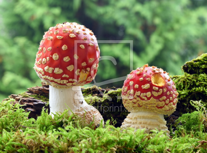 frei wählbarer Bildausschnitt für Ihr Bild auf Glas-Schneidebrett