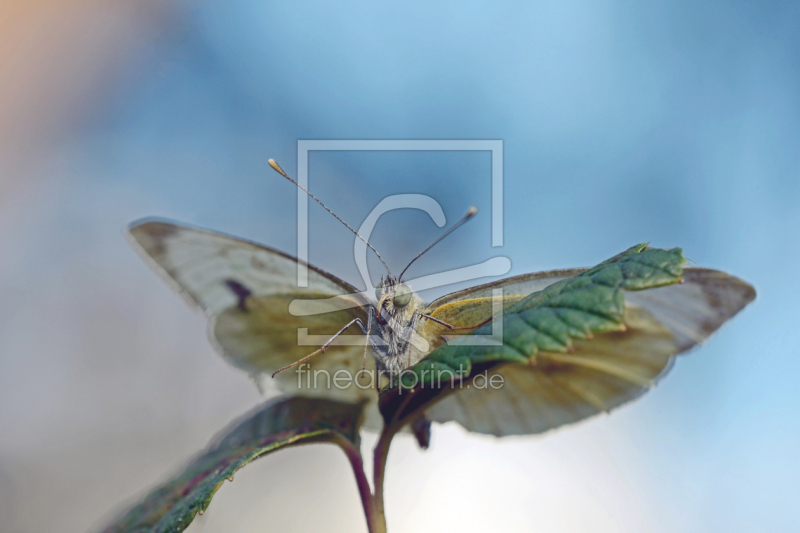 frei w&auml;hlbarer Bildausschnitt f&uuml;r Ihr Bild auf Glas-Schneidebrett