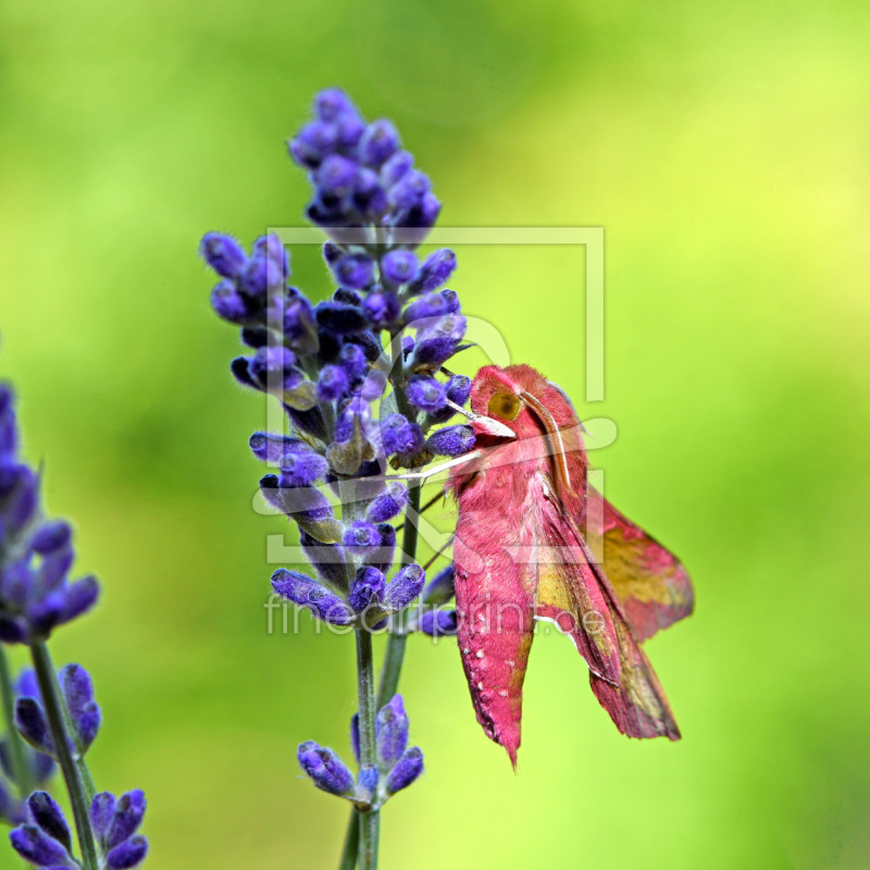 frei w&auml;hlbarer Bildausschnitt f&uuml;r Ihr Bild auf Glas-Schneidebrett