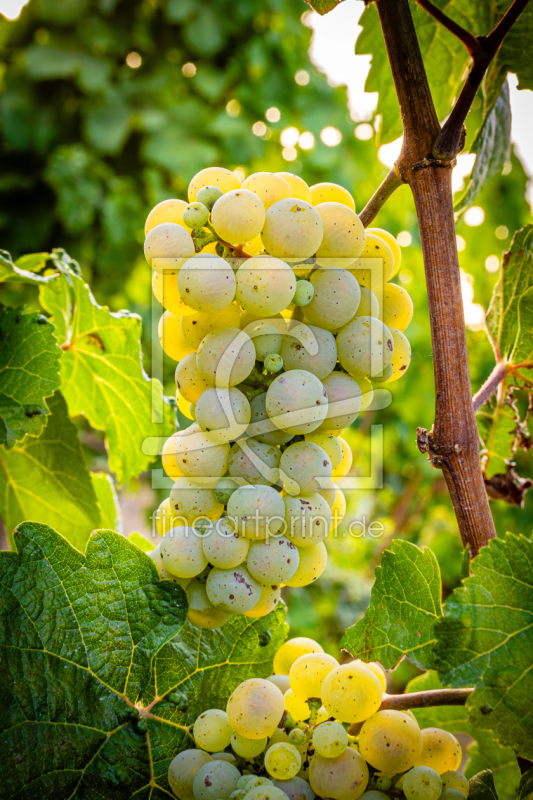 frei w&auml;hlbarer Bildausschnitt f&uuml;r Ihr Bild auf Glas-Schneidebrett