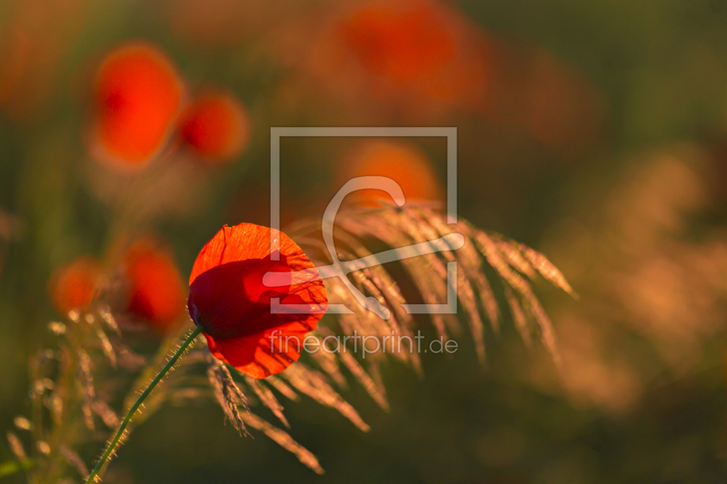 frei wählbarer Bildausschnitt für Ihr Bild auf Glas-Schneidebrett