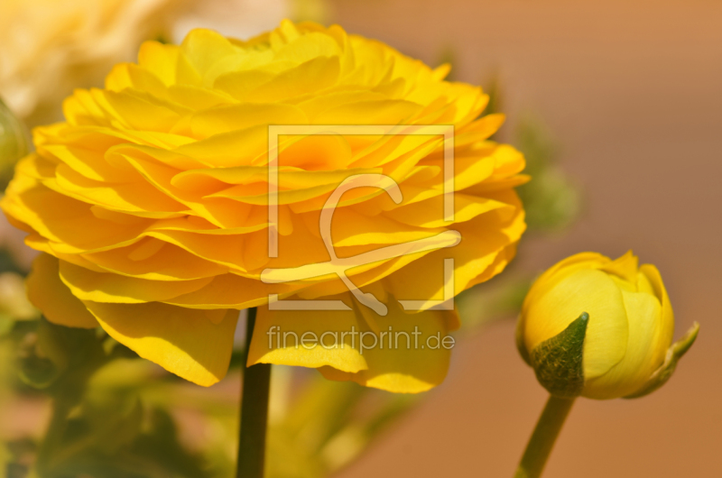 frei wählbarer Bildausschnitt für Ihr Bild auf Glas-Schneidebrett
