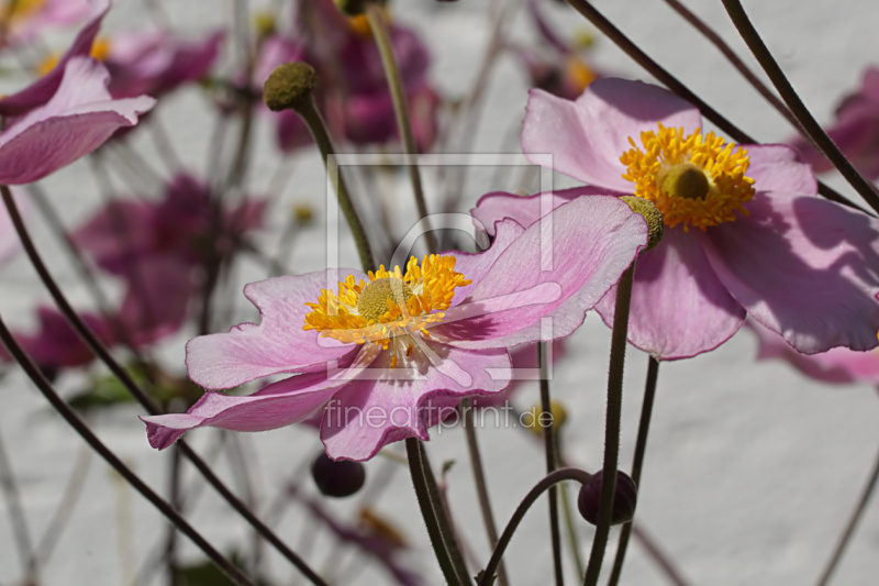 frei wählbarer Bildausschnitt für Ihr Bild auf Glas-Schneidebrett