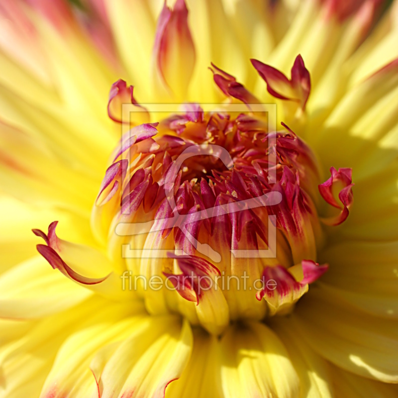 frei w&auml;hlbarer Bildausschnitt f&uuml;r Ihr Bild auf Glas-Schneidebrett
