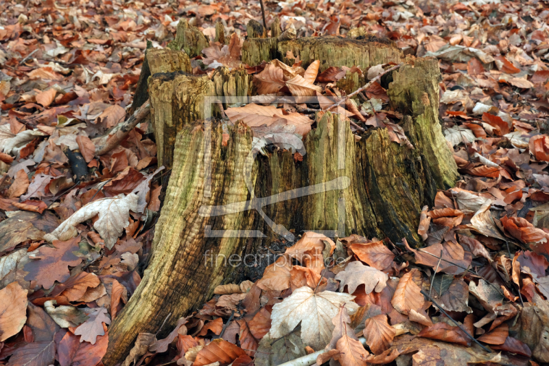 frei wählbarer Bildausschnitt für Ihr Bild auf Glas-Schneidebrett