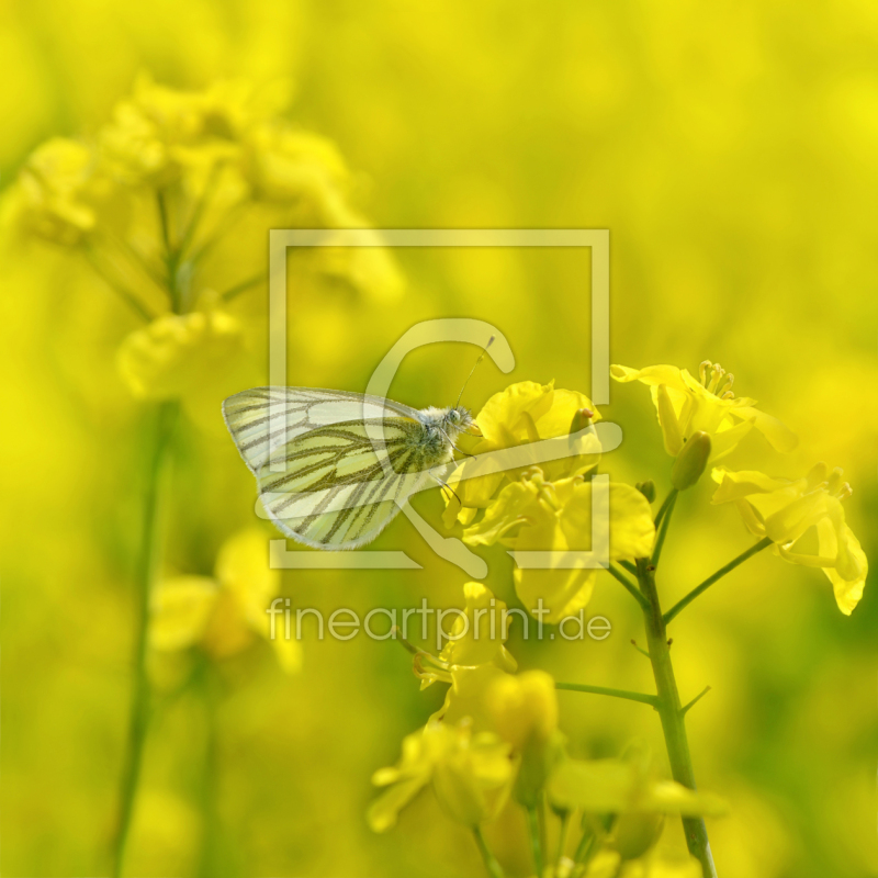 frei w&auml;hlbarer Bildausschnitt f&uuml;r Ihr Bild auf Glas-Schneidebrett