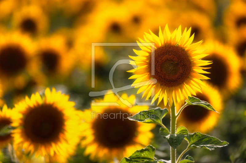 frei w&auml;hlbarer Bildausschnitt f&uuml;r Ihr Bild auf Glas-Schneidebrett