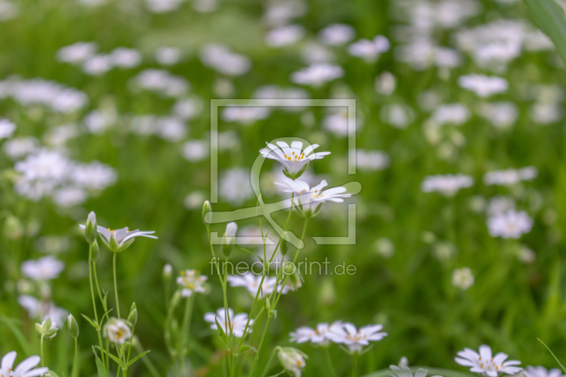 frei w&auml;hlbarer Bildausschnitt f&uuml;r Ihr Bild auf Glas-Schneidebrett