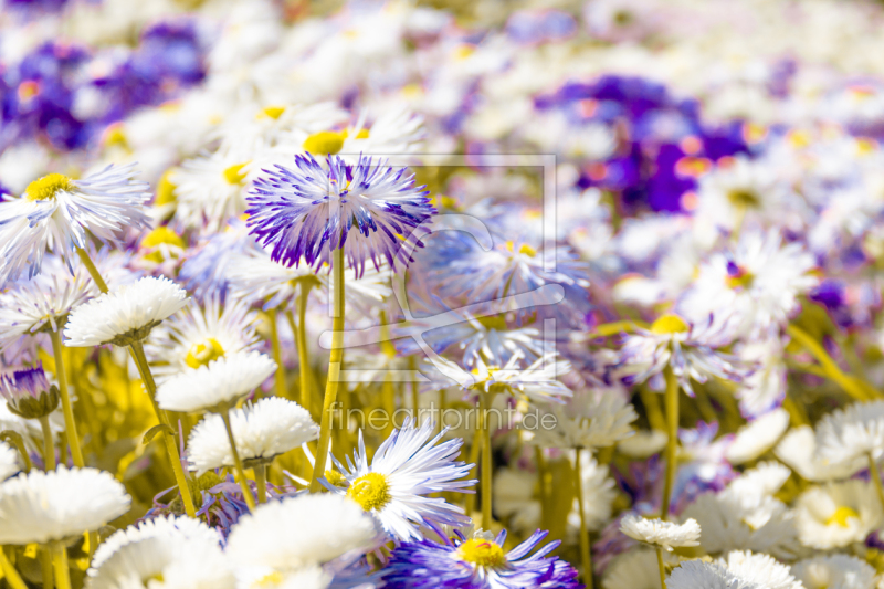 frei wählbarer Bildausschnitt für Ihr Bild auf Glas-Schneidebrett