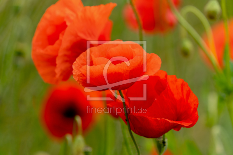 frei w&auml;hlbarer Bildausschnitt f&uuml;r Ihr Bild auf Glas-Schneidebrett