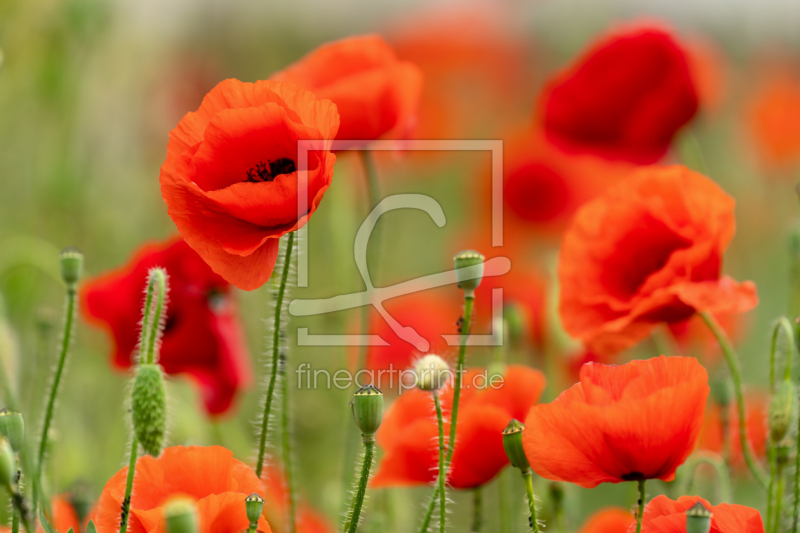 frei w&auml;hlbarer Bildausschnitt f&uuml;r Ihr Bild auf Glas-Schneidebrett