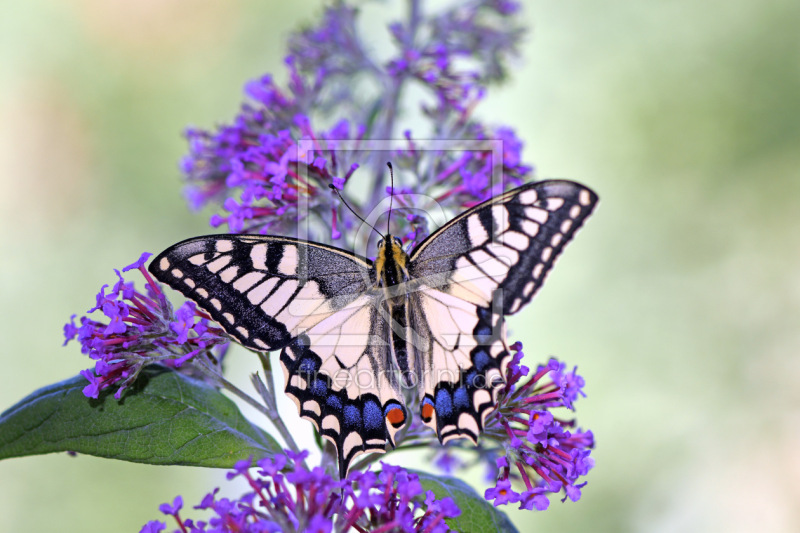 frei w&auml;hlbarer Bildausschnitt f&uuml;r Ihr Bild auf Glas-Schneidebrett