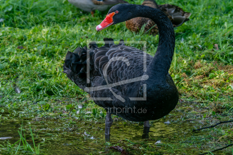 frei w&auml;hlbarer Bildausschnitt f&uuml;r Ihr Bild auf Glas-Schneidebrett
