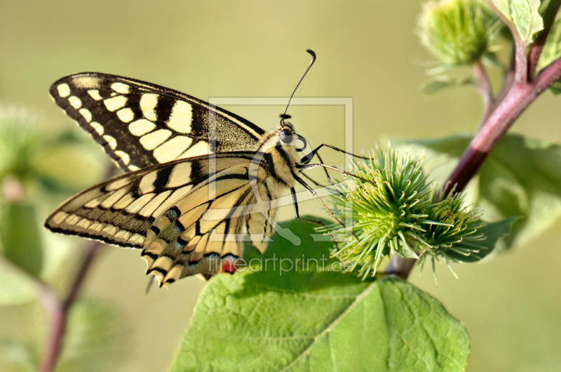 frei wählbarer Bildausschnitt für Ihr Bild auf Glas-Schneidebrett