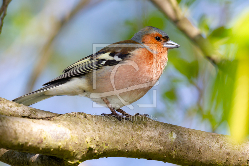 frei wählbarer Bildausschnitt für Ihr Bild auf Glas-Schneidebrett