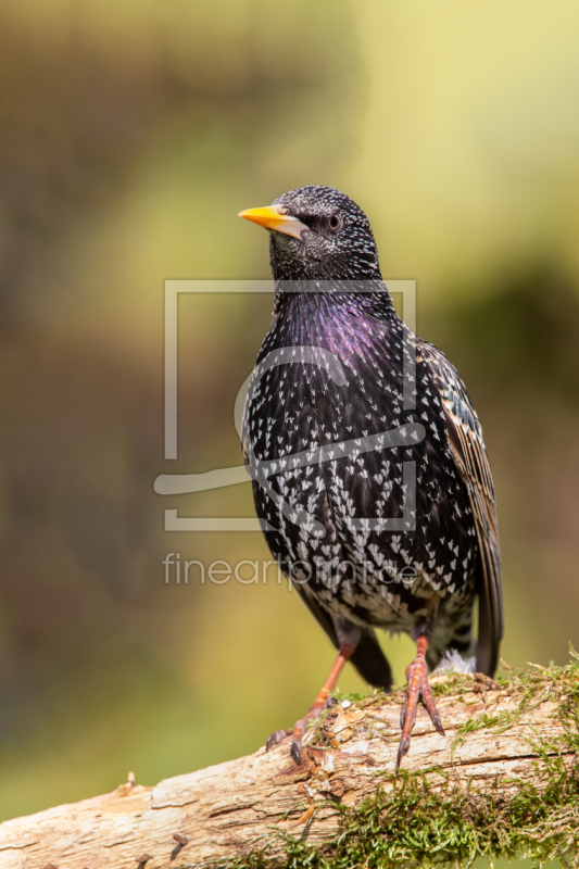 frei w&auml;hlbarer Bildausschnitt f&uuml;r Ihr Bild auf Glas-Schneidebrett