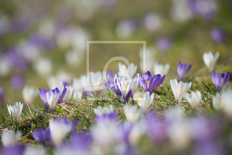 frei w&auml;hlbarer Bildausschnitt f&uuml;r Ihr Bild auf Glas-Schneidebrett