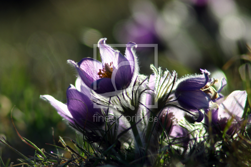 frei w&auml;hlbarer Bildausschnitt f&uuml;r Ihr Bild auf Glas-Schneidebrett