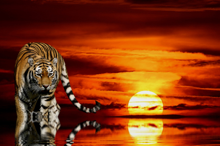 Bild-Nr: 9444996 Tiger vor Sonnenuntergang Erstellt von: Elke Krone