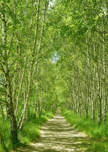 Bild-Nr: 10584395 Birkenwald Erstellt von: Atteloi