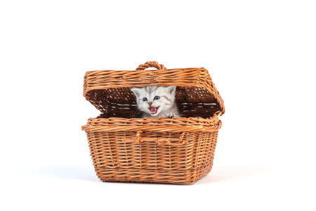 Bild-Nr: 11254888 Kätzchen im Korb Erstellt von: HeschFoto