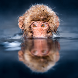 Bild-Nr: 11714028 Japanischer Schneeaffe beim Baden Erstellt von: eyetronic