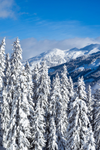 Bild-Nr: 12697994  Kitzbüheler Alpen Erstellt von: Gregor Handy
