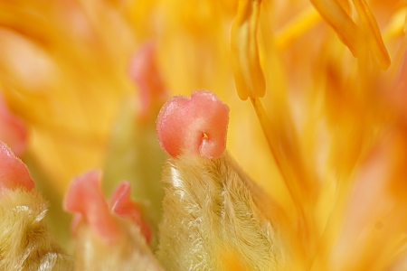 Bild-Nr: 12824492 Pfingstrose Erstellt von: youhaveadream