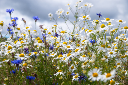 Bild-Nr: 12835774 Wildblumen im Sommer Erstellt von: Tanja Riedel