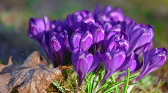 Bild-Nr: 12882804 Krokusse Erstellt von: Gregor Handy