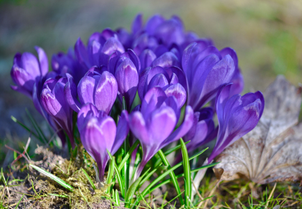 Bild-Nr: 12882933 Krokusse Erstellt von: Gregor Handy