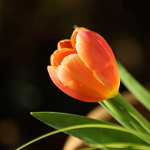 Bild-Nr: 12886602 Blütenkelch Erstellt von: youhaveadream