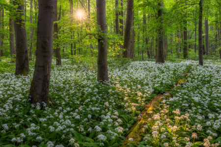 Bild-Nr: 12894172 Abendlicht im Bärlauchwald Erstellt von: Daniela Beyer