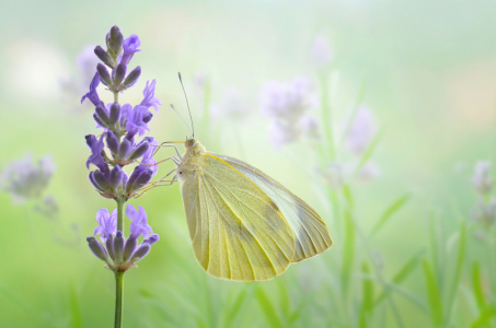 Bild-Nr: 12901046 Weißling Erstellt von: Atteloi