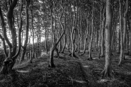 Bild-Nr: 12911456 Wunderschöner Märchenwald Erstellt von: volker heide