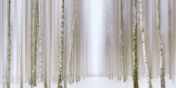 Bild-Nr: 12937359  Birkenwald im Winter Erstellt von: Atteloi